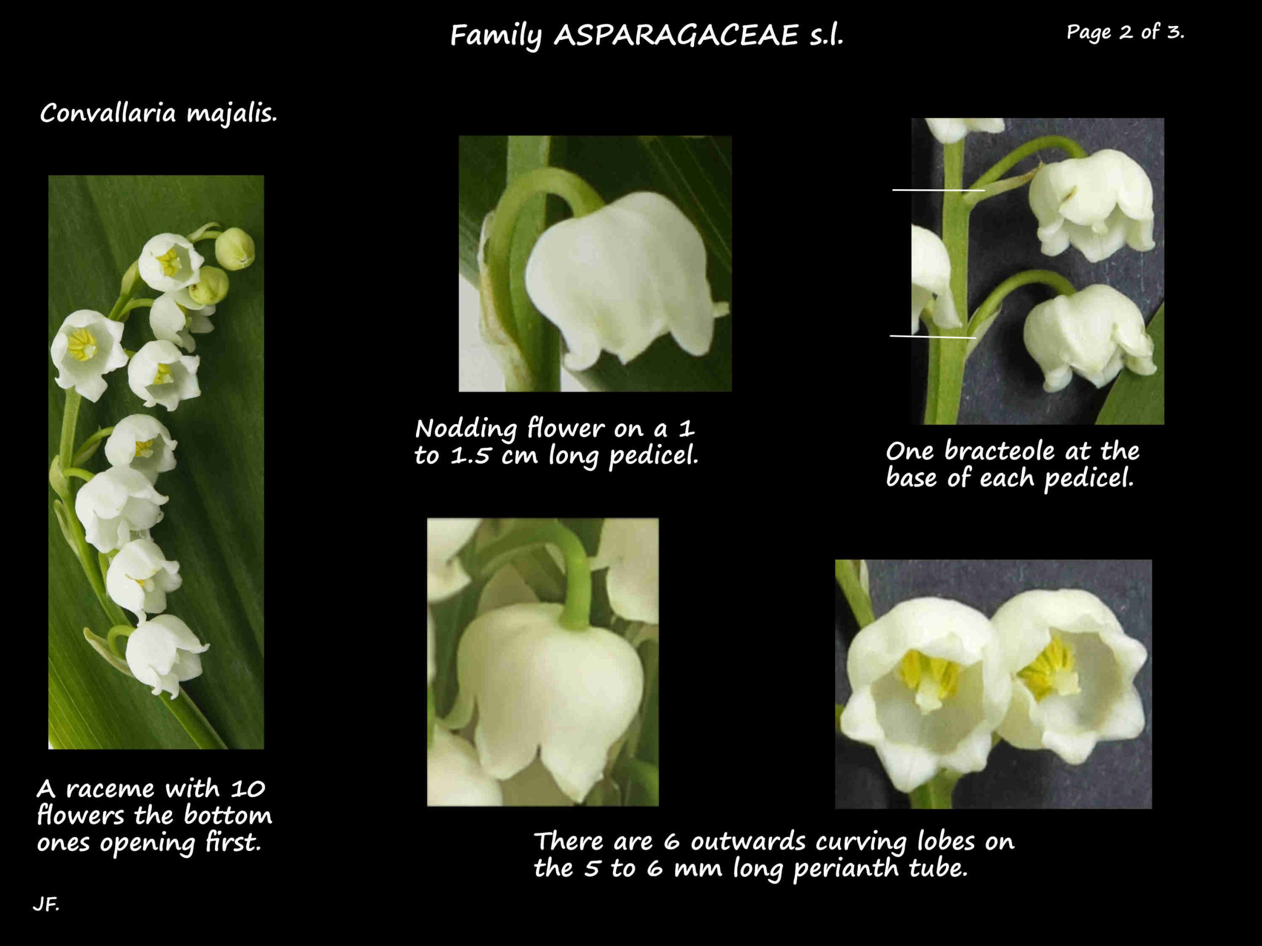 2 Convallaria flowers